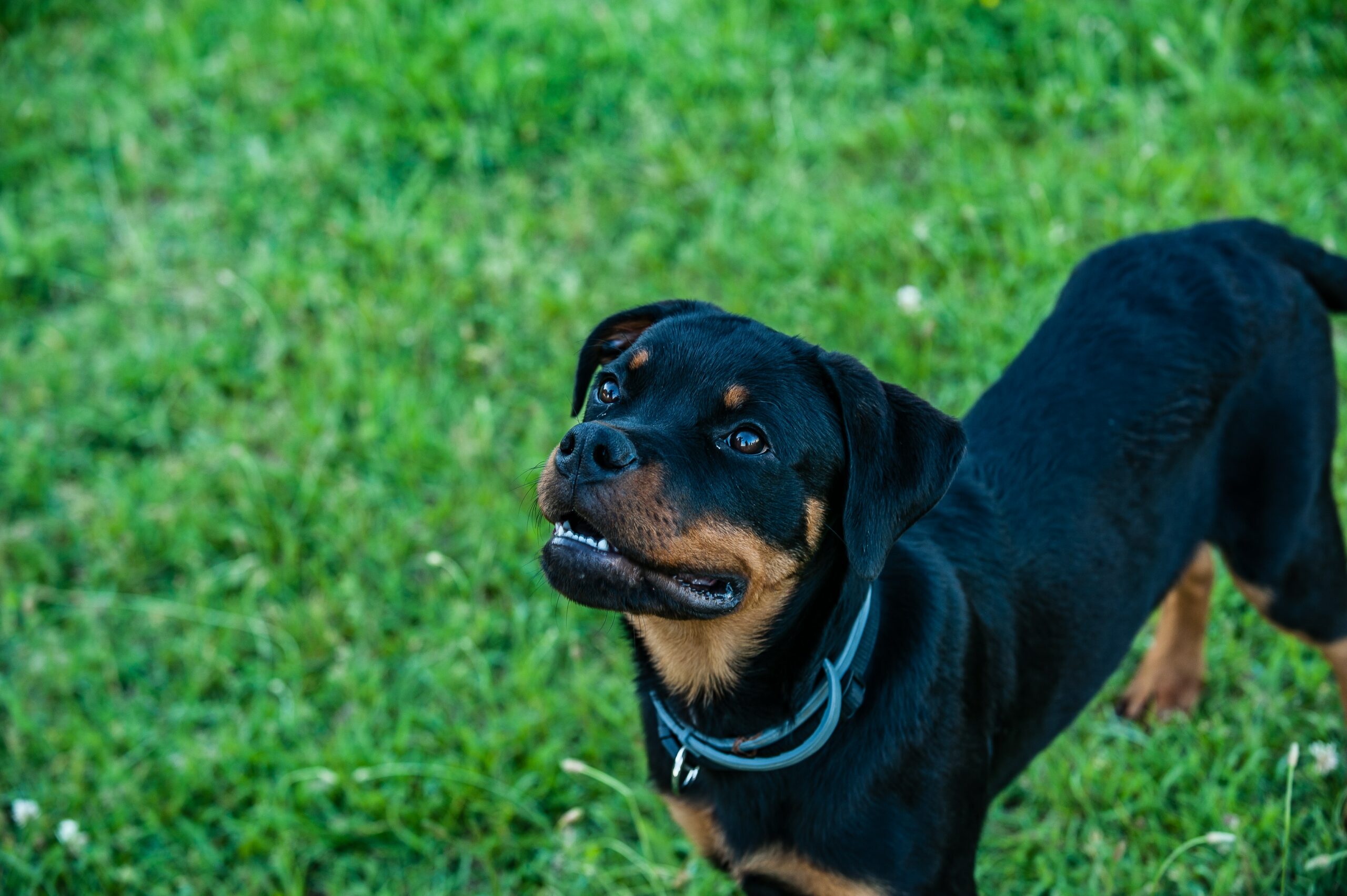 at what age Rottweiler become aggressive